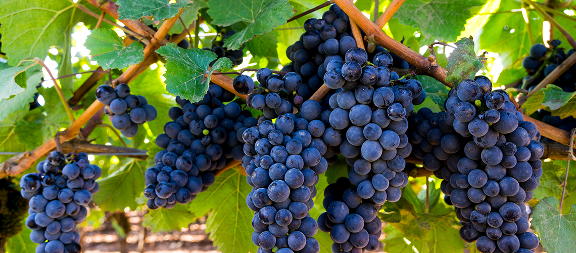 Gems of Tuscany